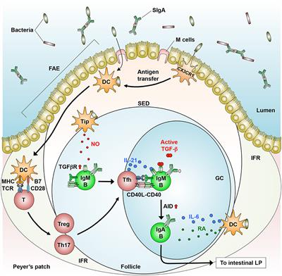 Regulation of IgA Production by Intestinal Dendritic Cells and Related Cells